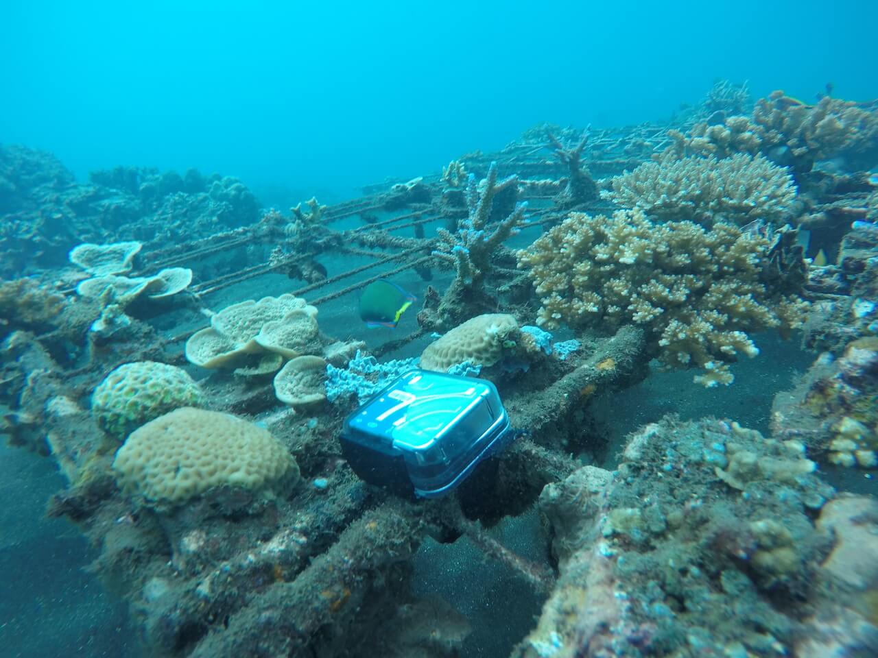 HydroMoth placement on coral nursery table